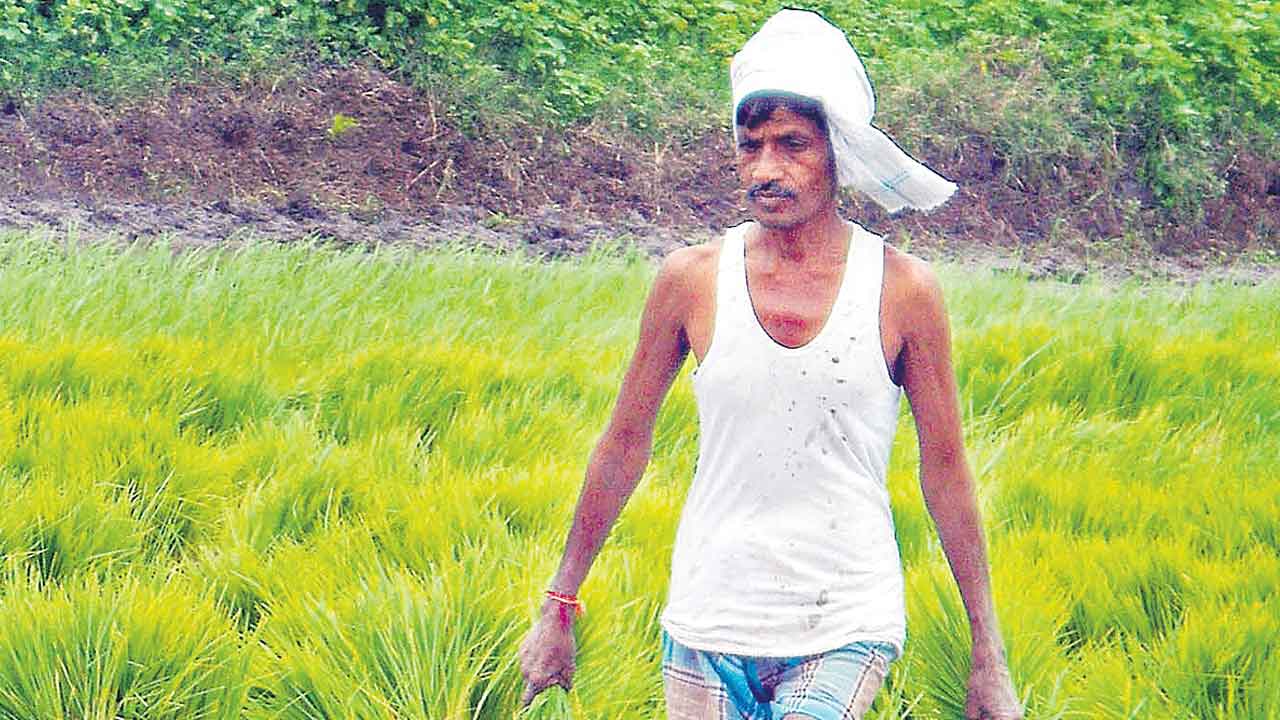 పడావు భూమికి ప్రాణం