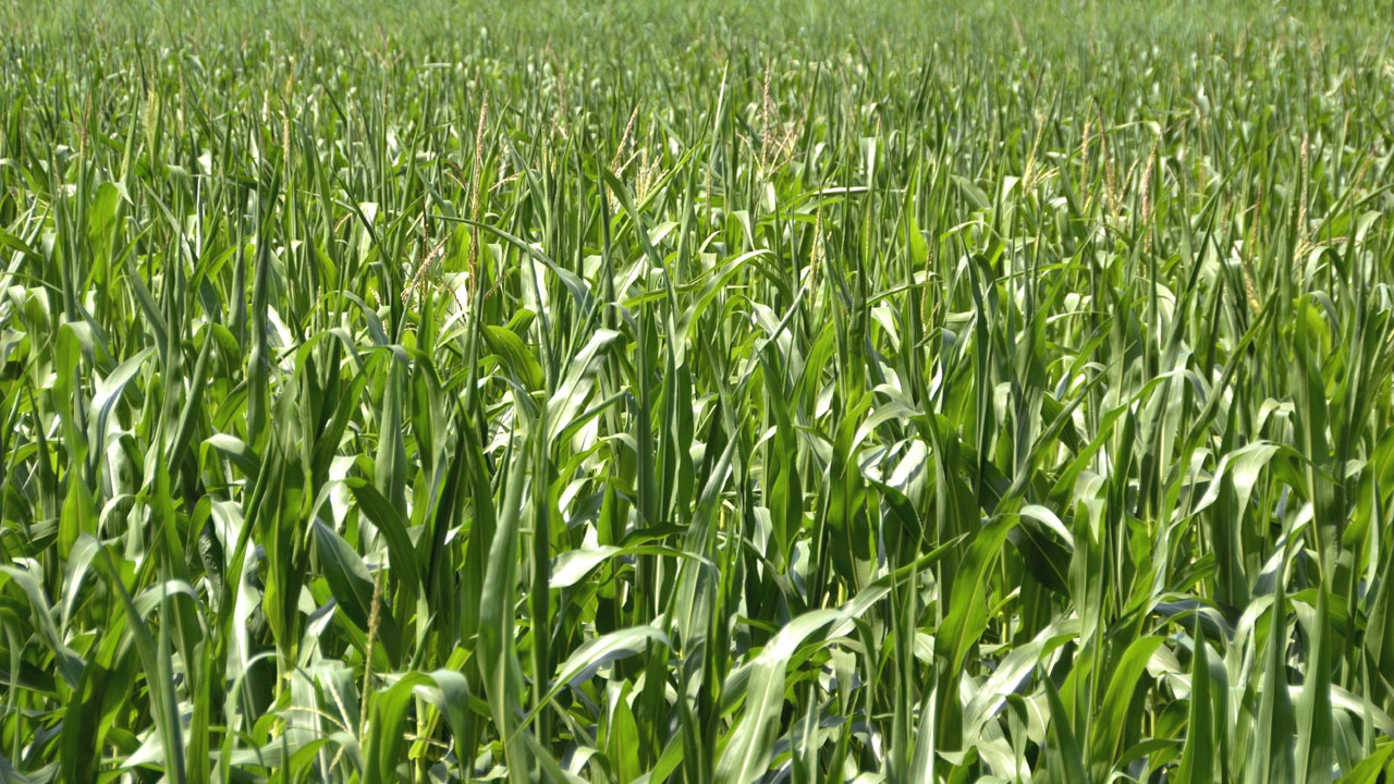 అవగాహనతోనే అధిక దిగుబడులు