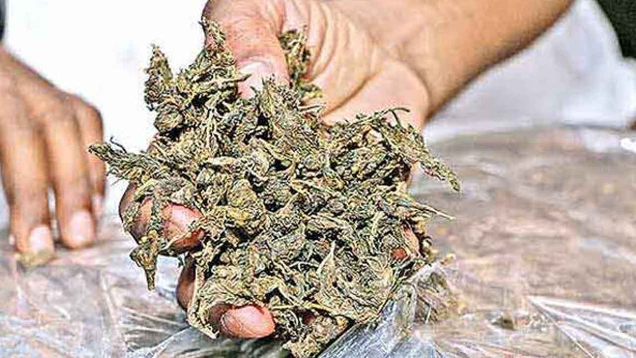 Ganja | గంజాయి తరలిస్తున్న దంపతుల అరెస్ట్‌