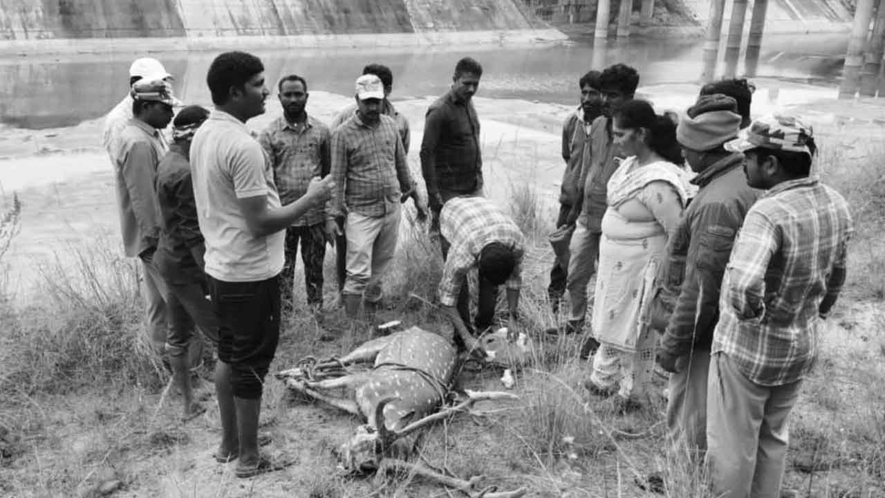 Moose | కాళేశ్వరం గ్రావిటీ కెనాల్‌లో పడిన దుప్పి..రక్షించిన అటవీ శాఖ అధికారులు