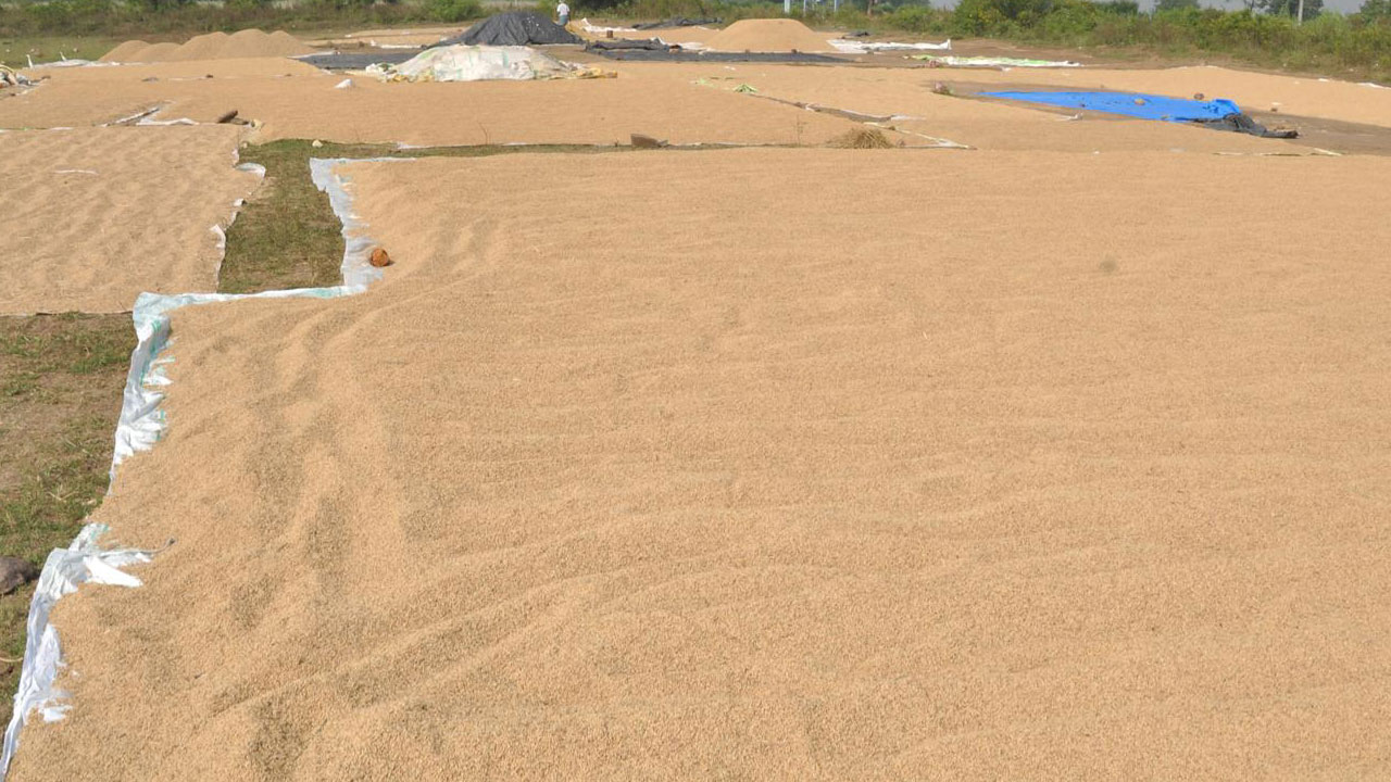 ధాన్యం అమ్మాలా. వద్దా..