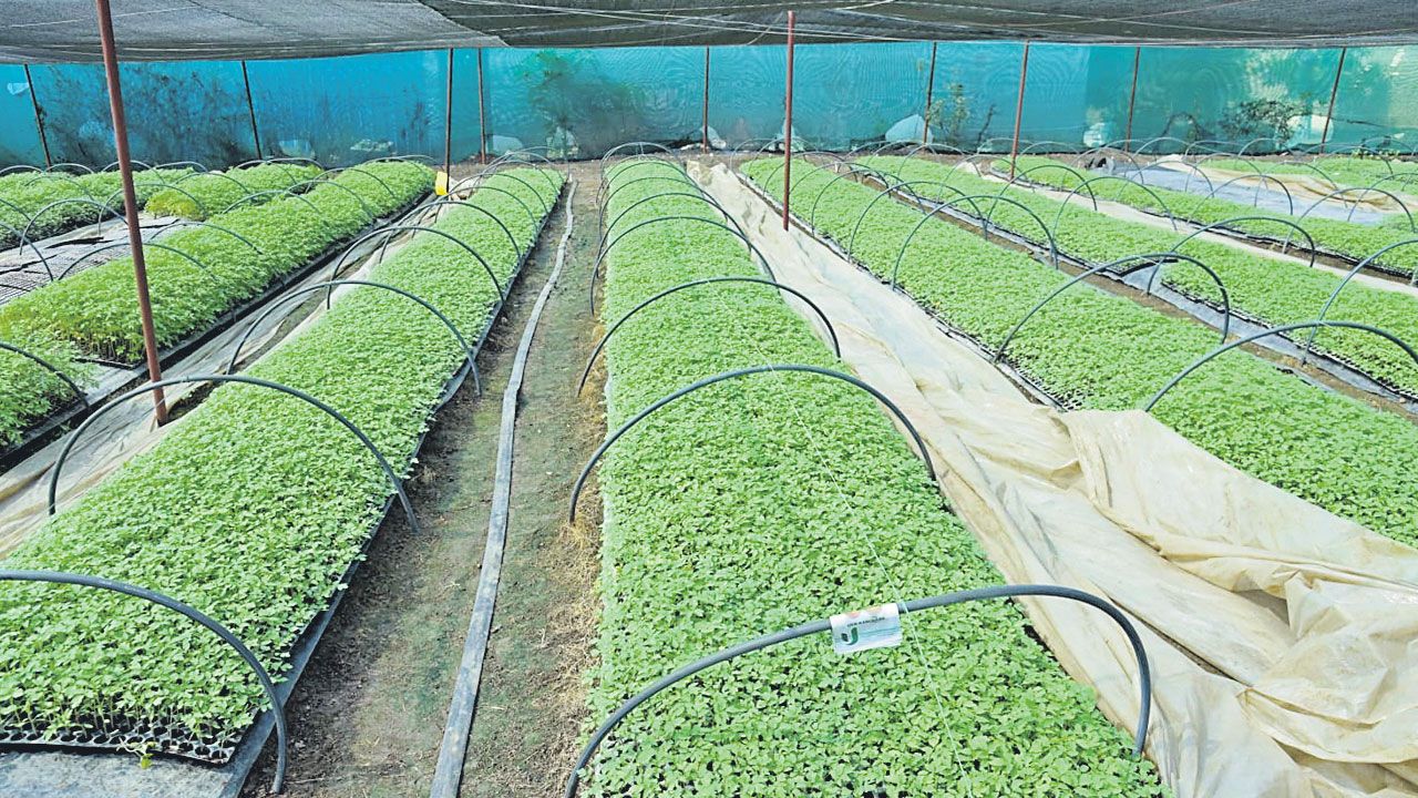 నర్సరీల్లోనారు..దిగుబడు బాగు..