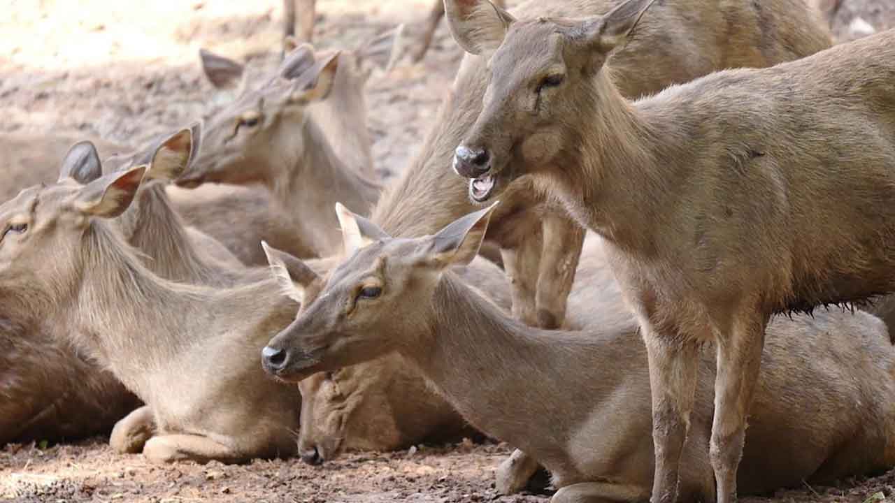 వేటగాళ్ల ఉచ్చుకు చిక్కిన కణుజు