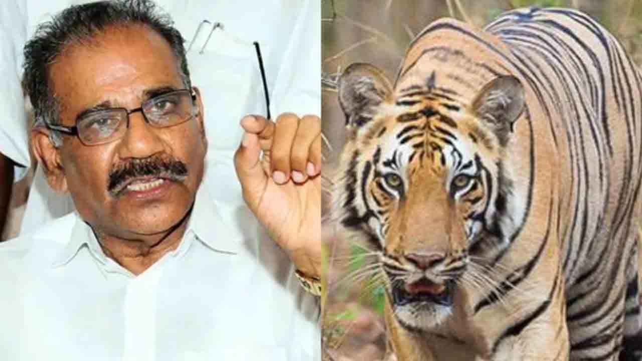 Kerala | అది మ‌గ పులి.. నిర్ధారించిన కేర‌ళ అట‌వీ శాఖ