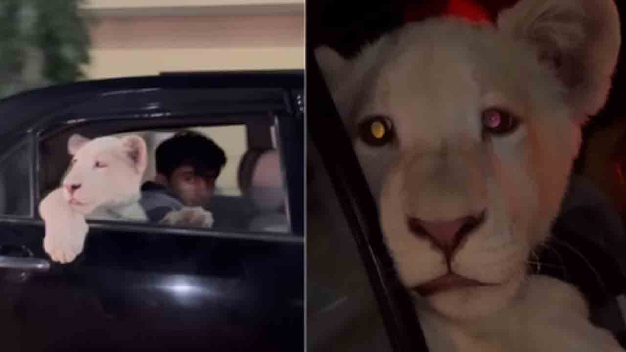 Viral Video | కారు వెనుక సీట్లో 8 నెల‌ల సింహం పిల్ల‌..