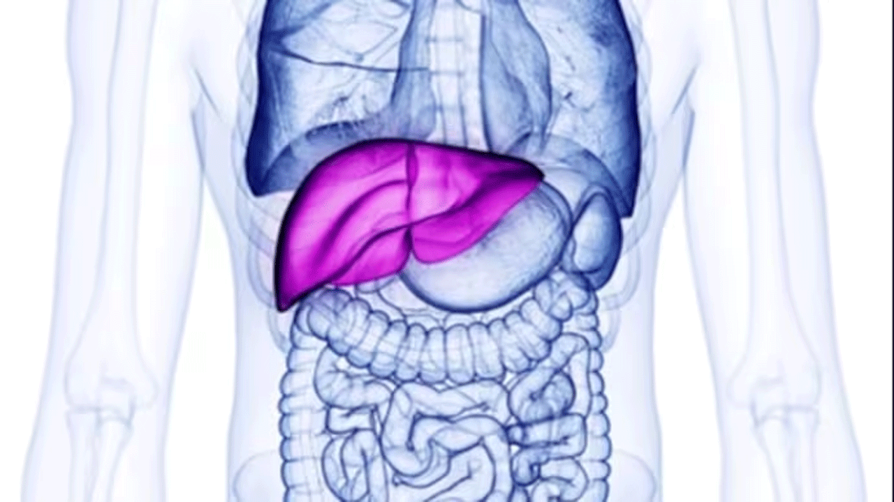 Healthy Liver | వింట‌ర్‌లో కాలేయం ఆరోగ్యంగా ఉండాలంటే..!