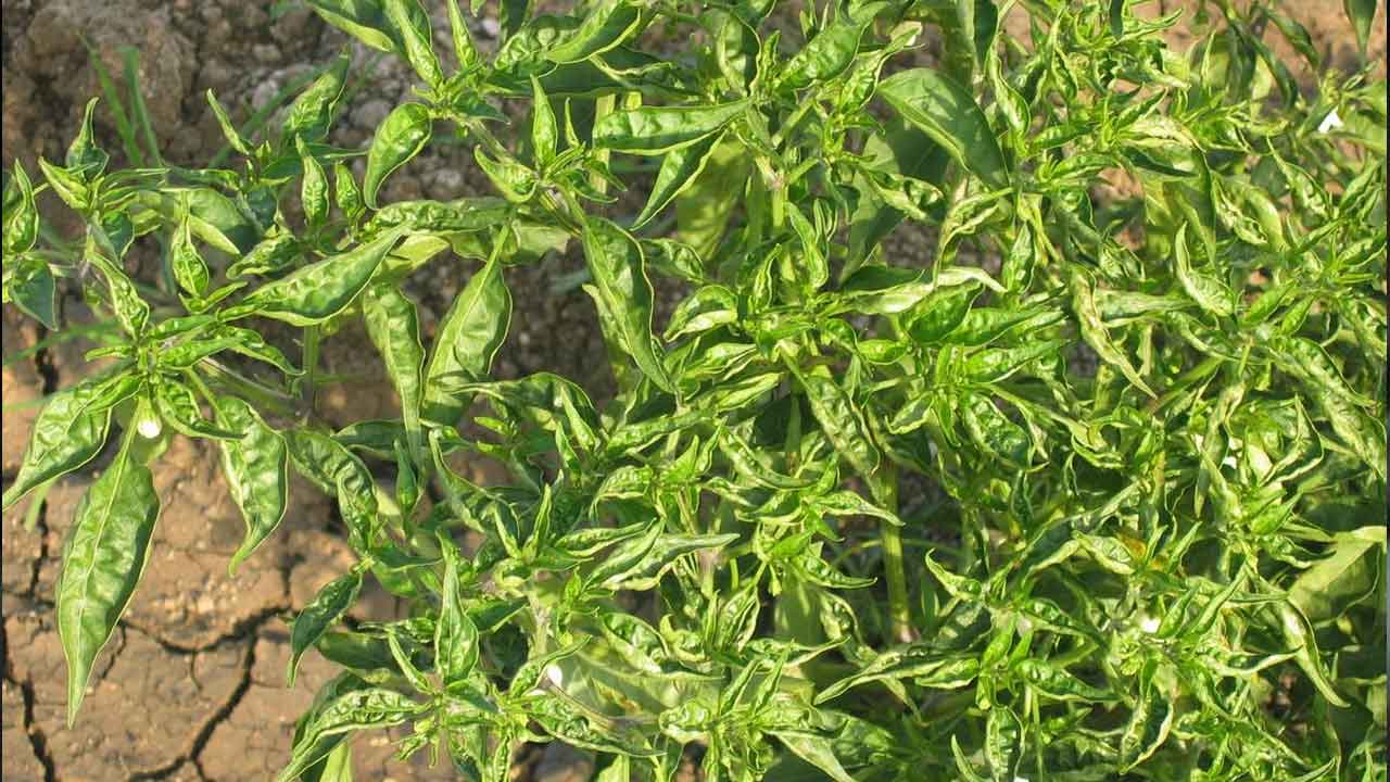 మిర్చికి వైరస్‌ సోకిందని రైతు ఆత్మహత్య