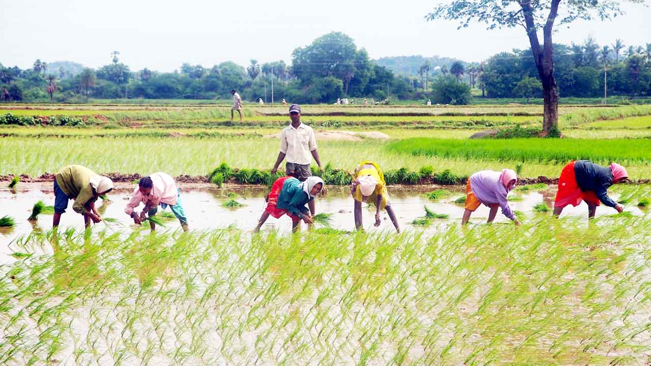 సరైన యాజమాన్యంతో వరిలో సిరుల పంటలు