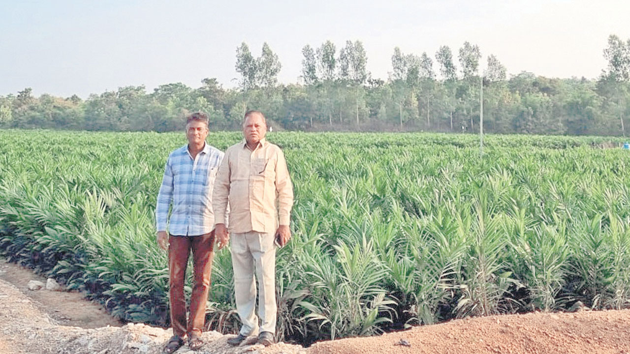 ఆయిల్‌ పామ్‌ ఉద్యమంలా చేపట్టాలి..