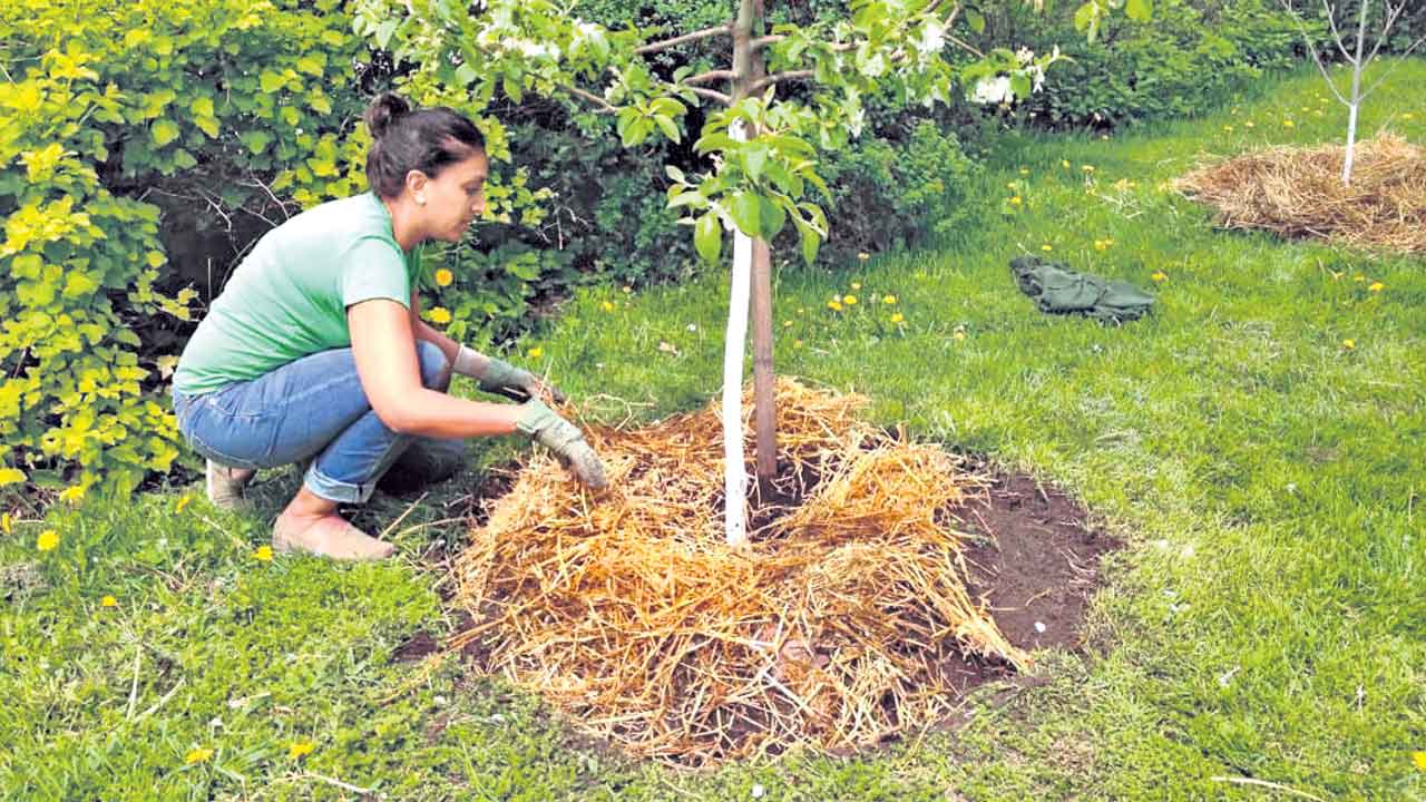 చలికి చిగురుటాకులా..
