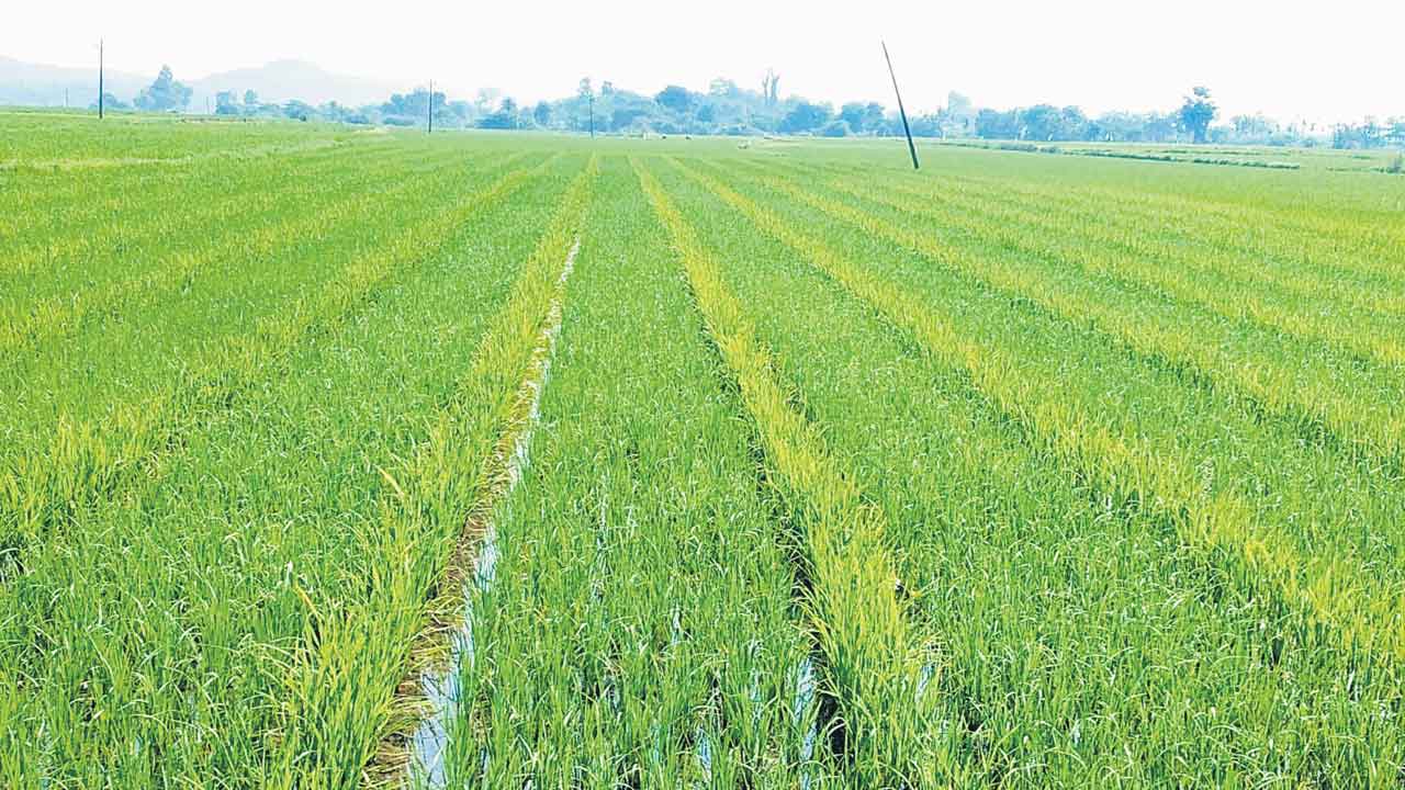 Telangana | సీడ్ బౌల్ ఆఫ్ ఇండియా.. దేశంలో పంటల విత్తనాల్లో 40 శాతం తెలంగాణవే