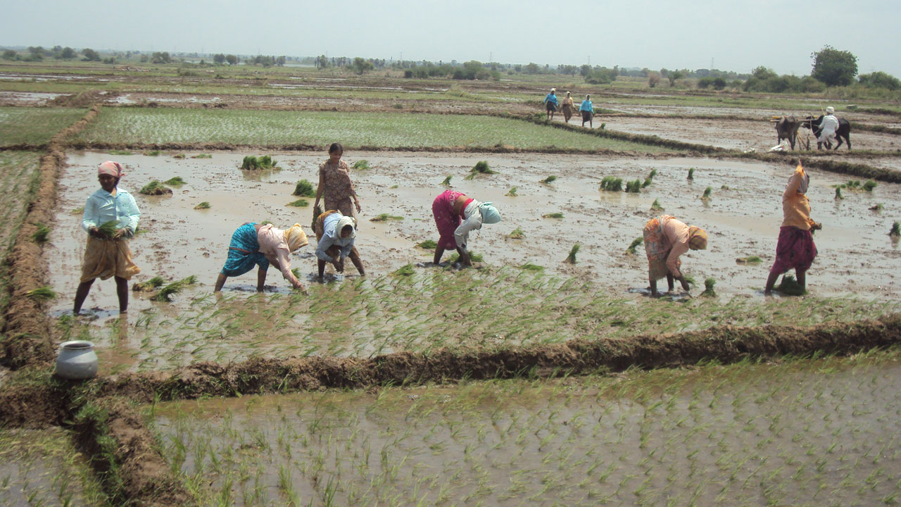 ఓ వైపు వరి కోతలు.. మరో వైపు నాట్లు