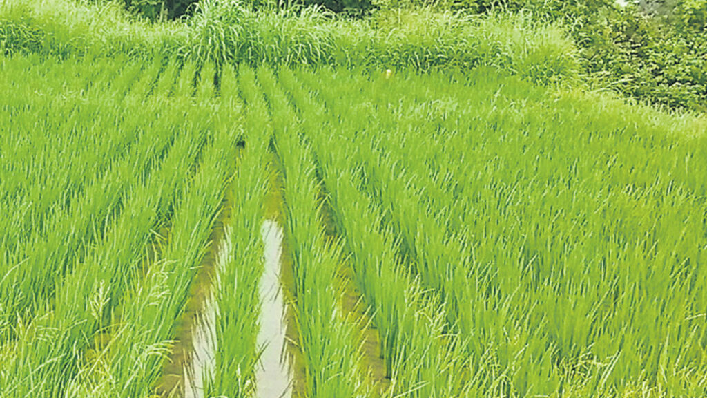 Rice Crops