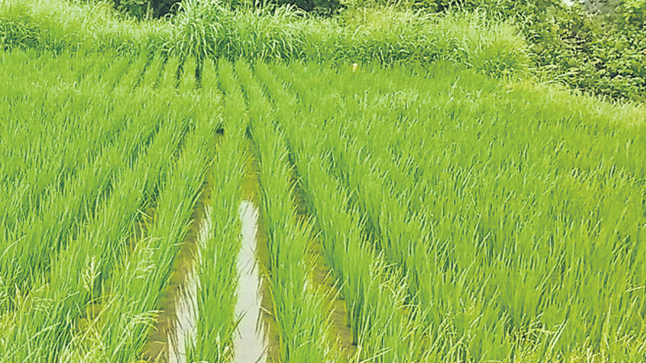 శ్రీవరిసాగుతో రైతులకు వరం