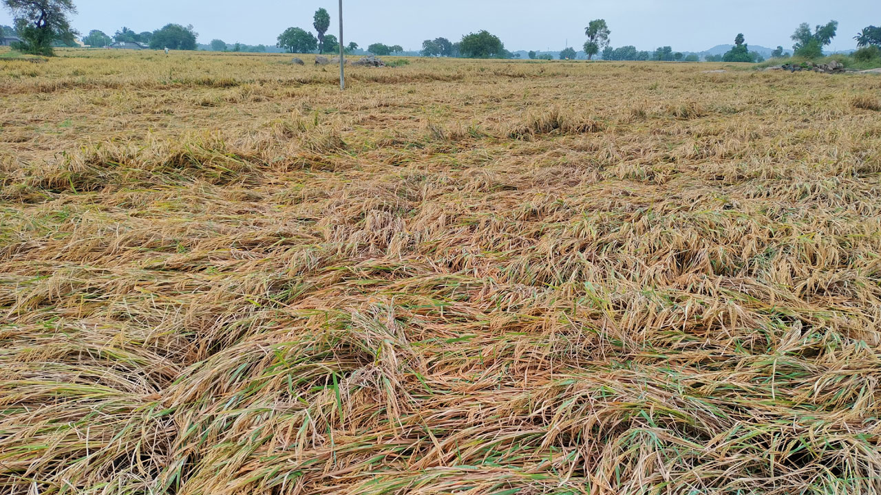 తడిసిన పంటలను కాపాడుకోండిలా..