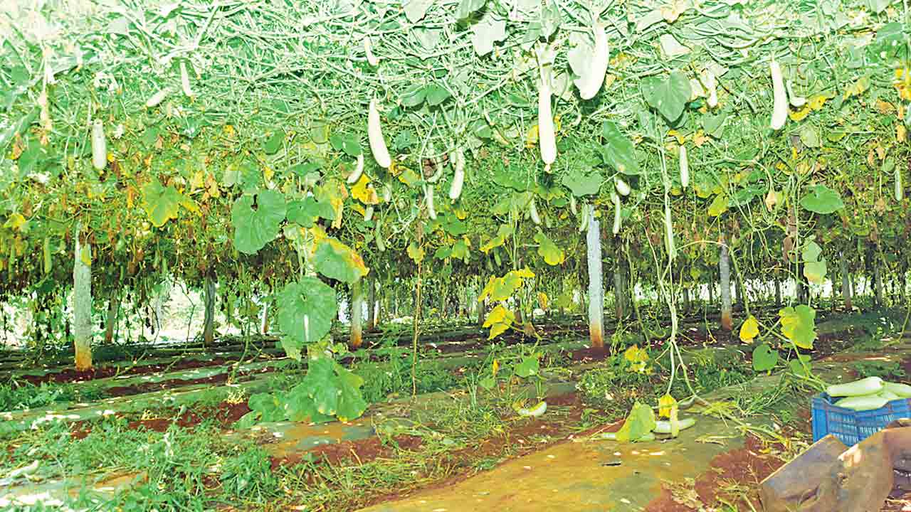 డ్రిప్ సహయంతో కూరగామల సాగు