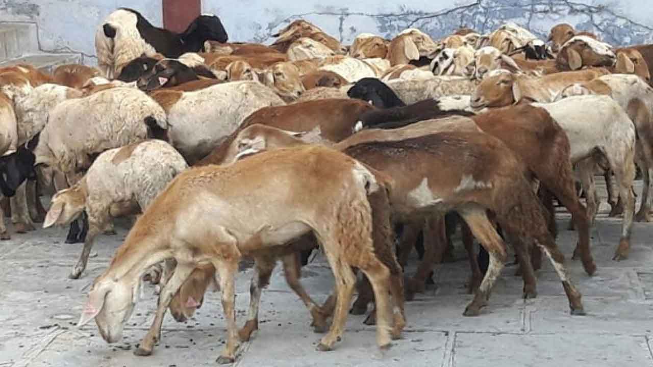 గొర్రెల పంపిణీలో అవకతవకలు