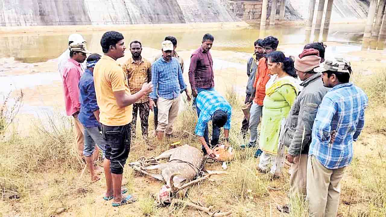 కాళేశ్వరం కెనాల్‌లో పడిన దుప్పి