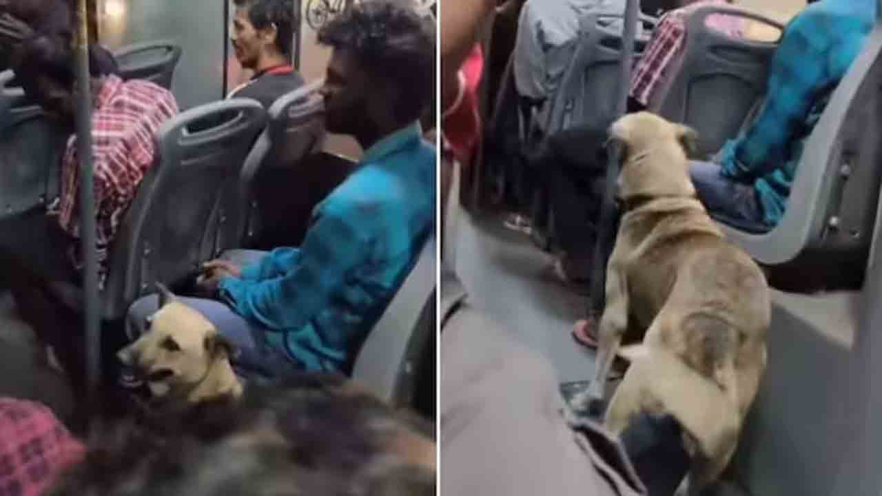 Watch: బెంగళూరు బస్సులో ప్రయాణించిన వీధి కుక్క.. వీడియో వైరల్‌