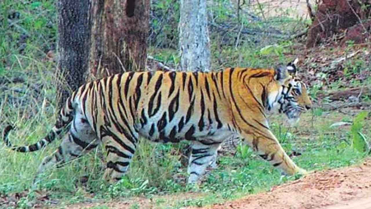 పెద్దపులిని ఎదుర్కొన్న పశువులకాపరి