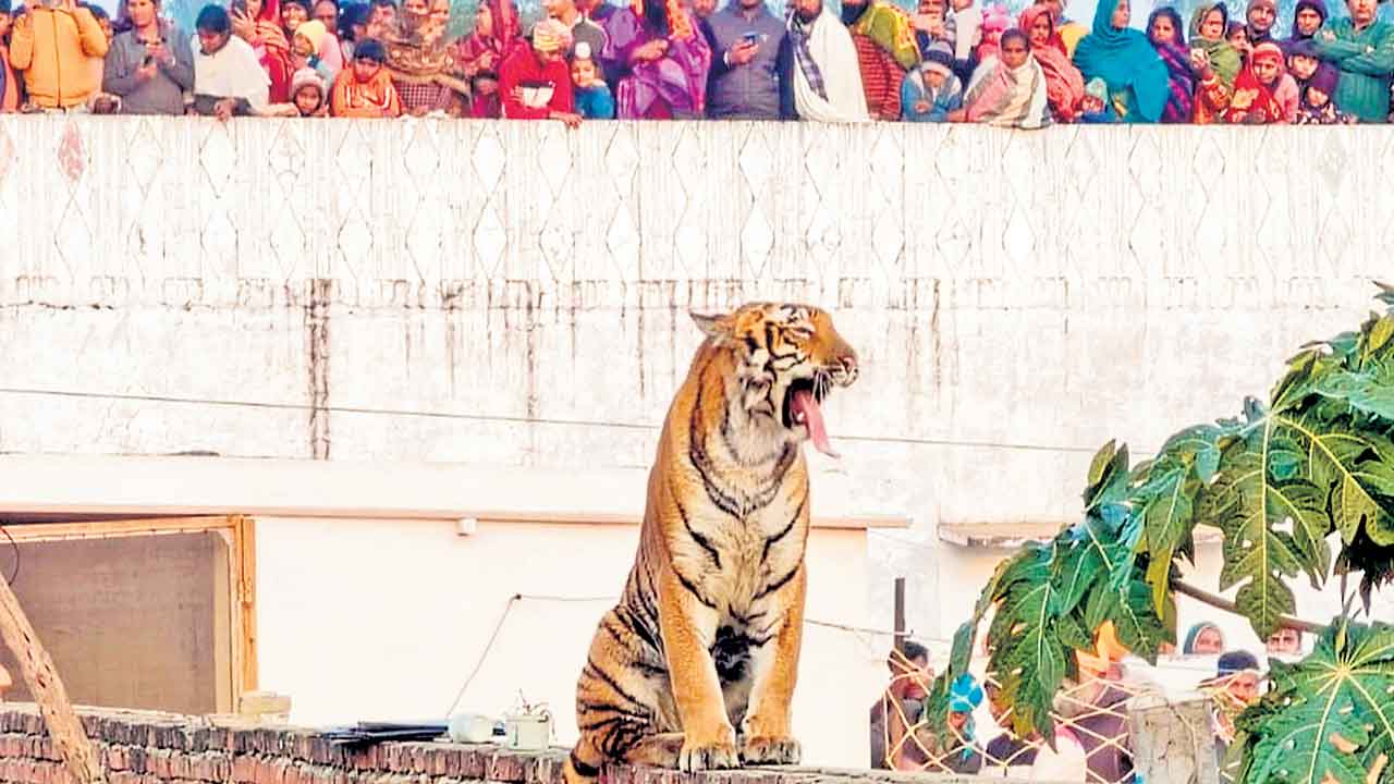 గోడమీద పులి
