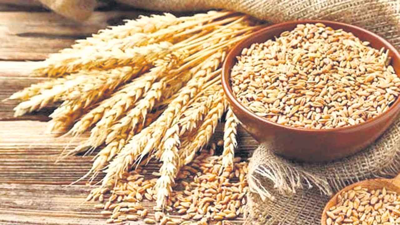 Wheat | ఏడాదికి ఆరు పంటలిచ్చే గోధుమ.. అభివృద్ధిచేసిన జర్మనీ పరిశోధకులు