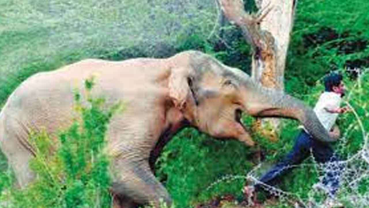 క్రూరమృగాల దాడిలో మరణిస్తే 10 లక్షలు