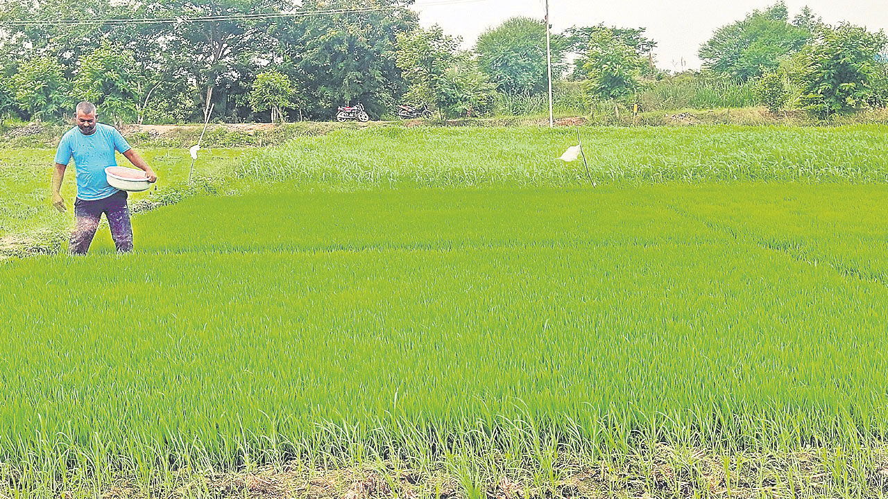 చలికాలం..నారుమడి పైలం