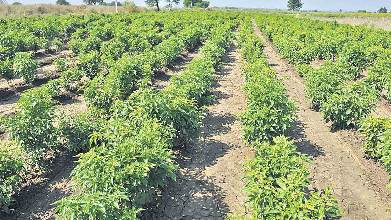 వాణిజ్య పంటల సాగుకు రైతన్నల ఆసక్తి