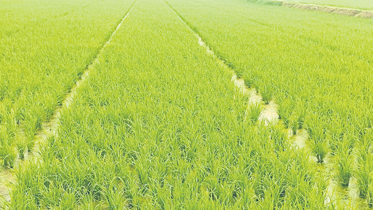 పంట దిగుబడిలో మొలక శాతం కీలకం