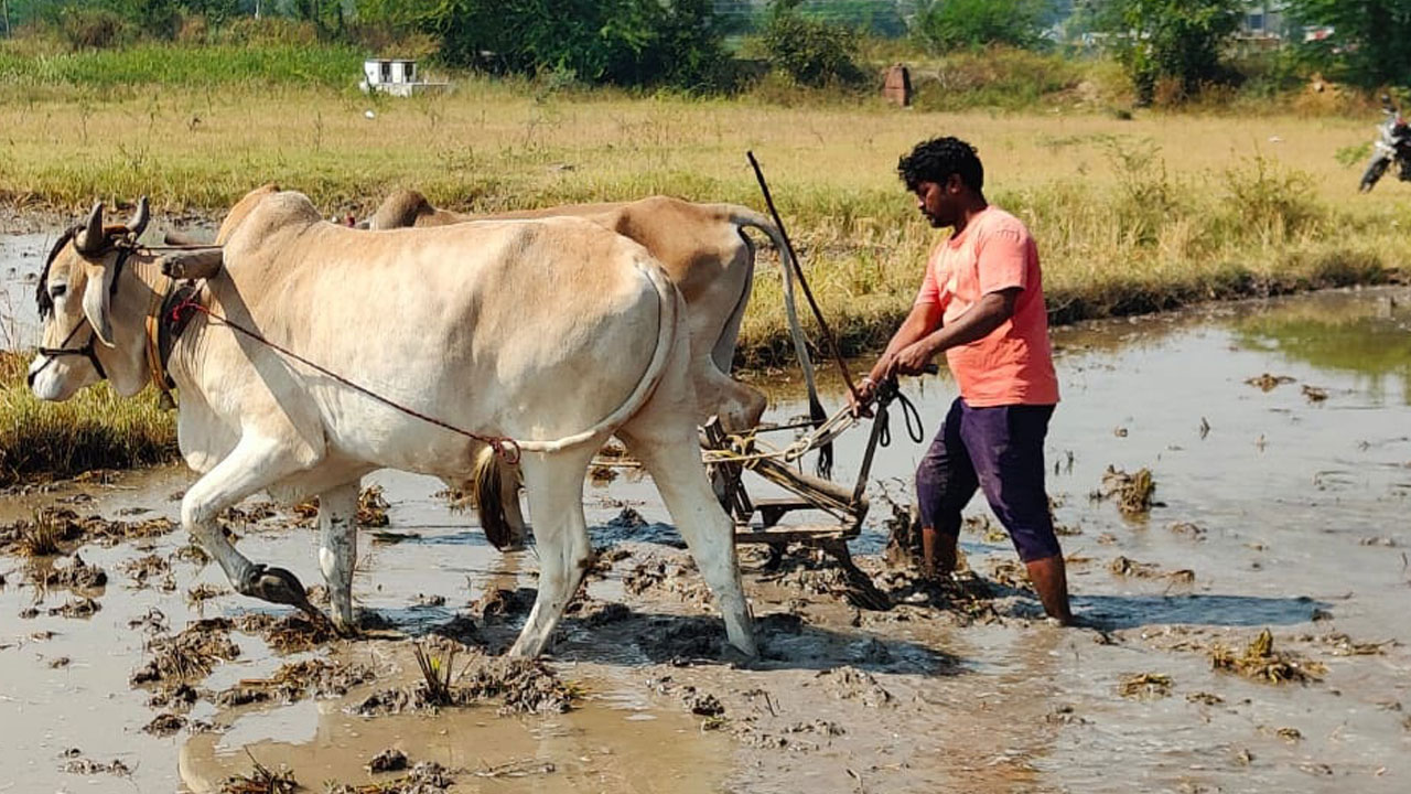 2,61,105 ఎకరాల్లో పంటల సాగు