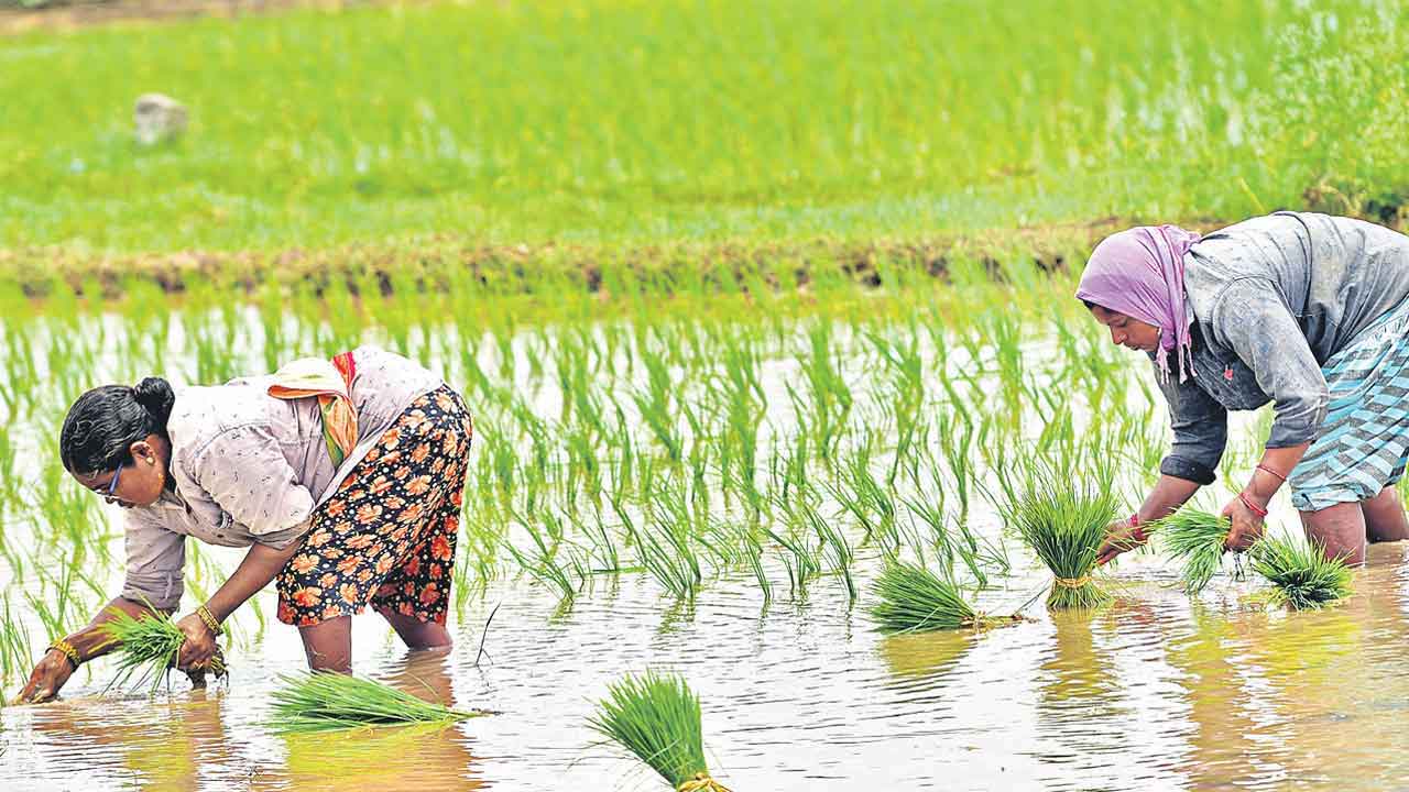 11 లక్షల ఎకరాల్లో యాసంగి సాగు