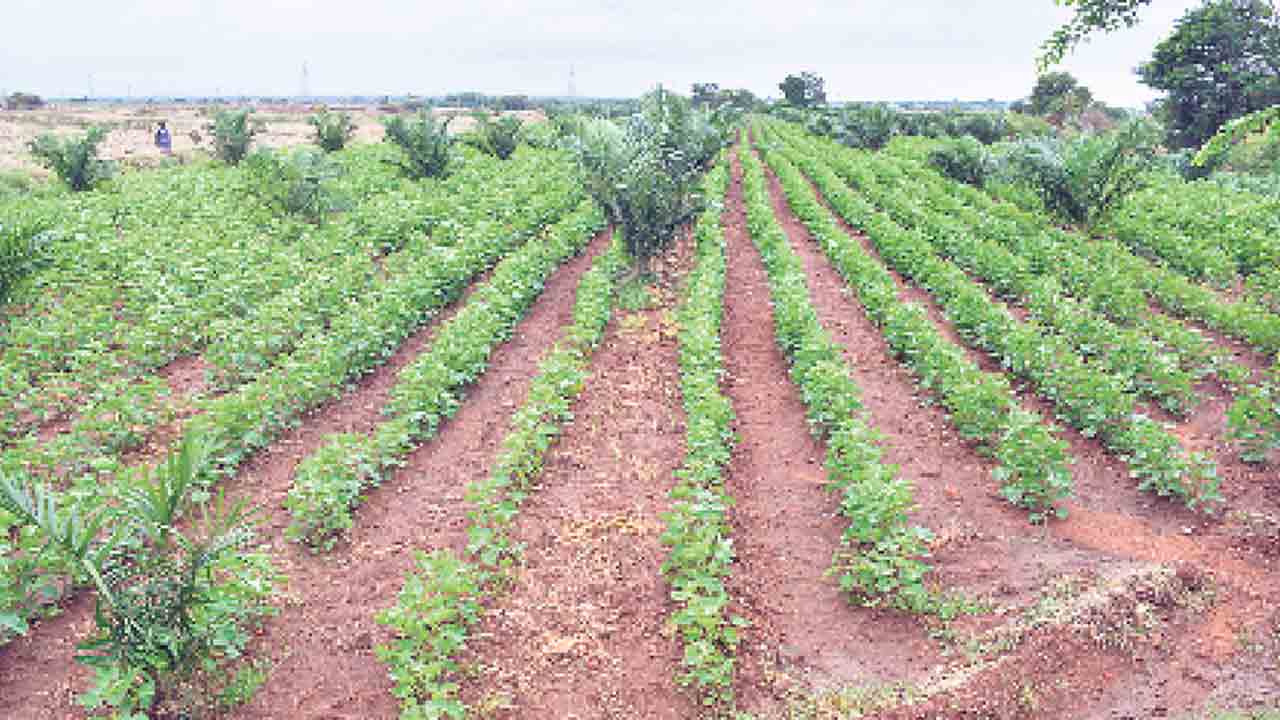 ఆయిల్‌పాం.. బెస్ట్‌ ఫాం