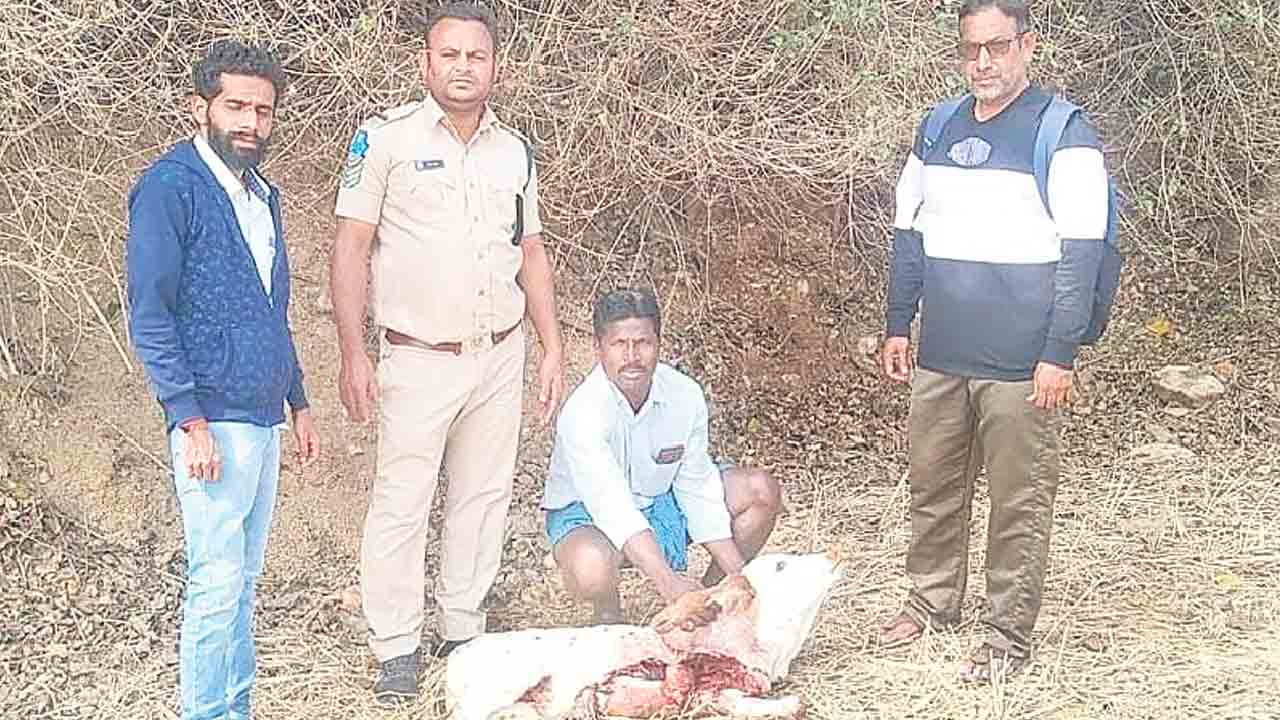 చిరుతదాడిలో దూడ హతం