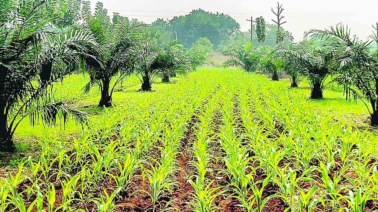 ఆయిల్పాం పంట కాత వచ్చెనంట..