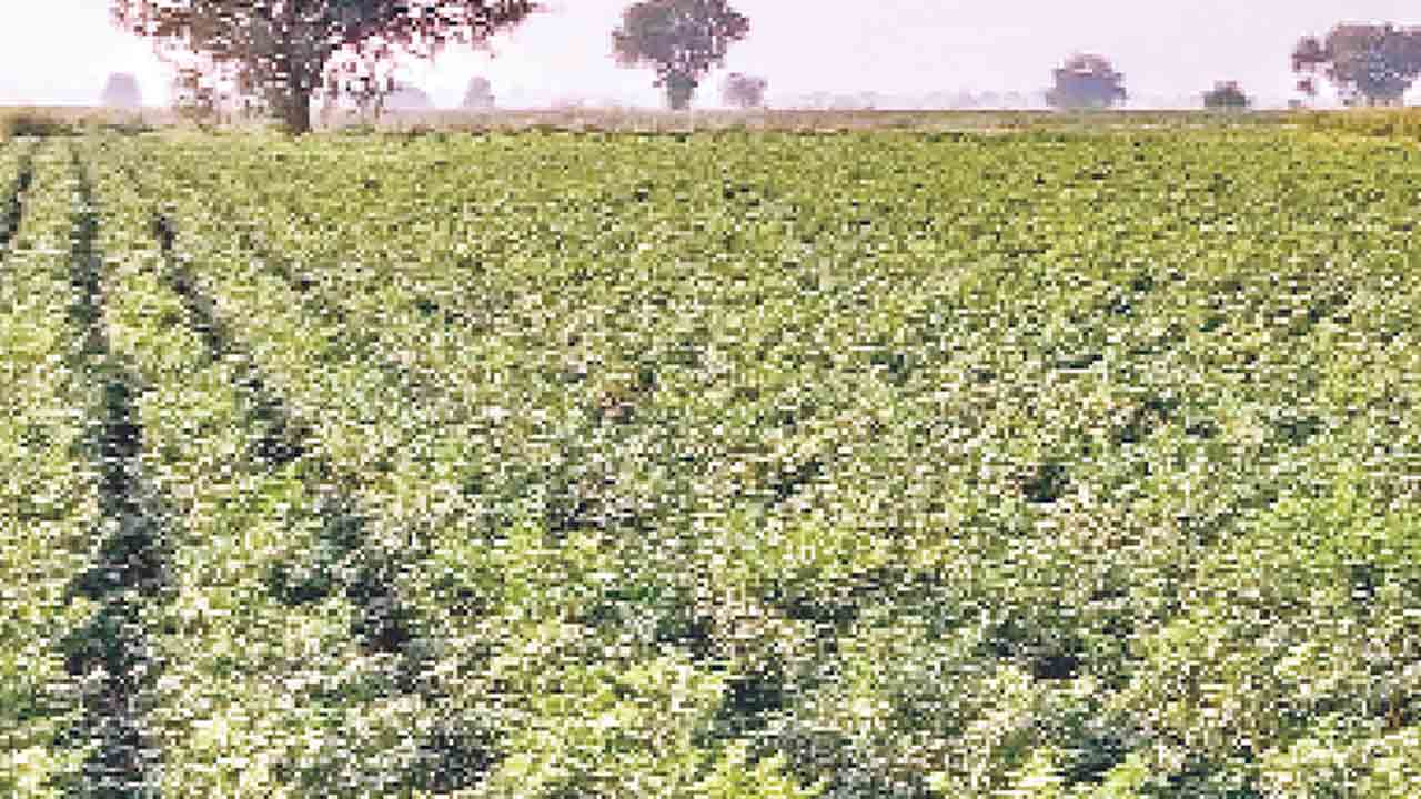 కర్షకుడి కన్నీరు