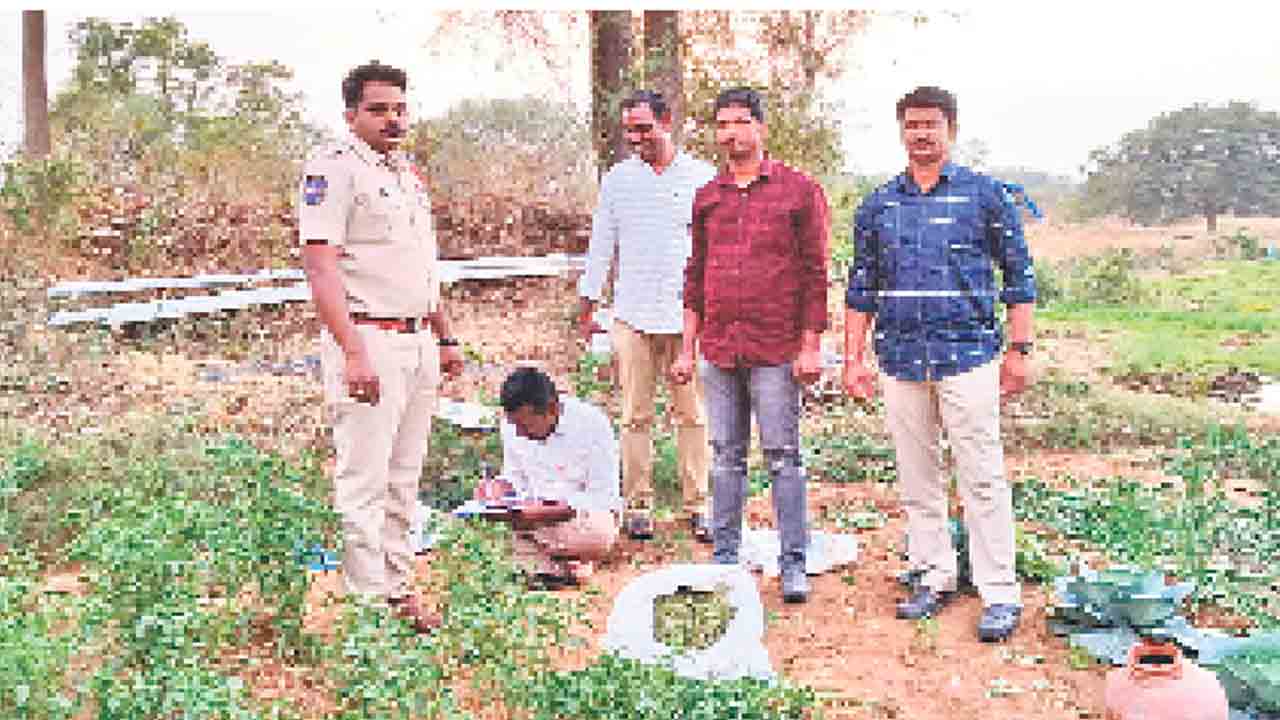 మిరపతోటలో గంజాయి సాగు