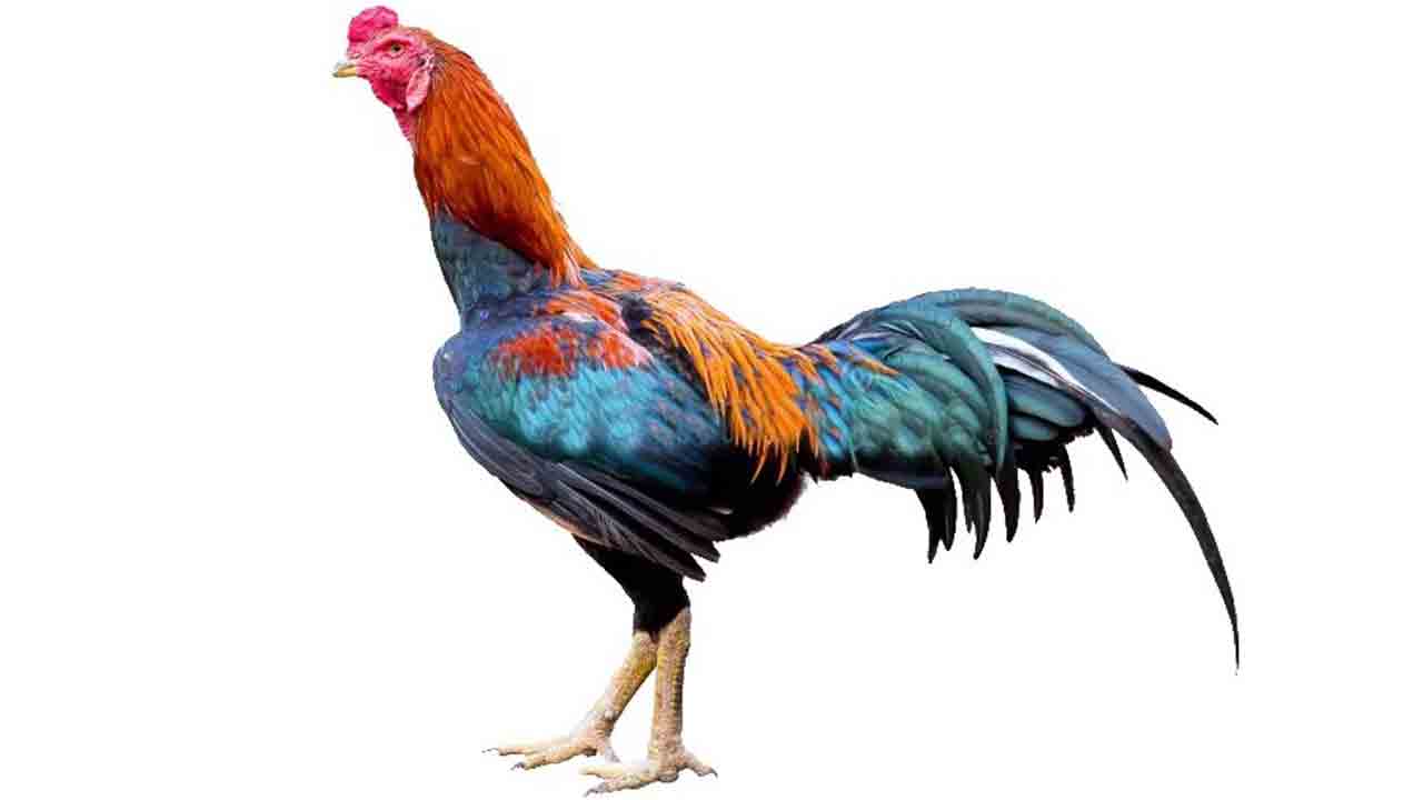 పందెం కోడి రెఢీ