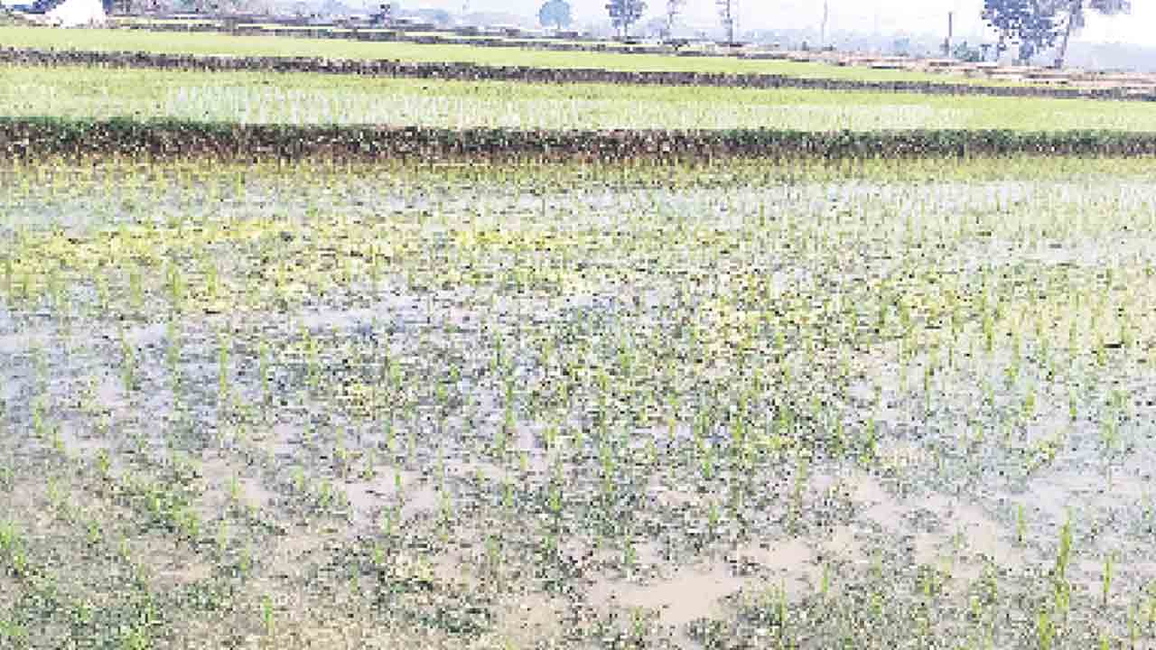 యాసంగి 50 వేల ఎకరాలే..