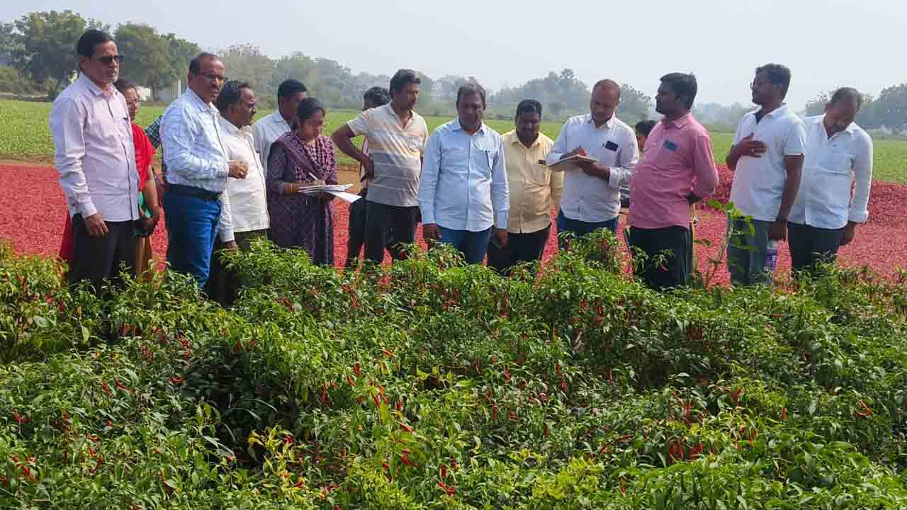 మిర్చి తోటలకు పరిశీలించిన శాస్త్రవేత్తలు