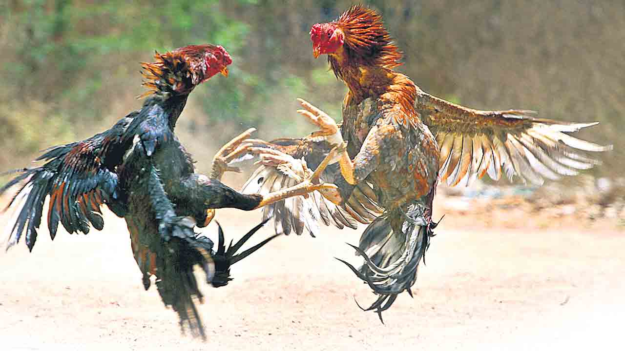 Bodhan | బోధన్‌లోనూ ఆంధ్రా కల్చర్‌.. ముందస్తుగానే ప్రారంభమైన కోడి పందేలు