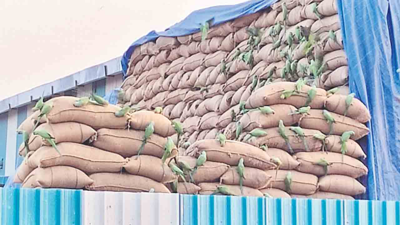 గుంపుగా వాలి.. హాయిగా ఆరగించి..