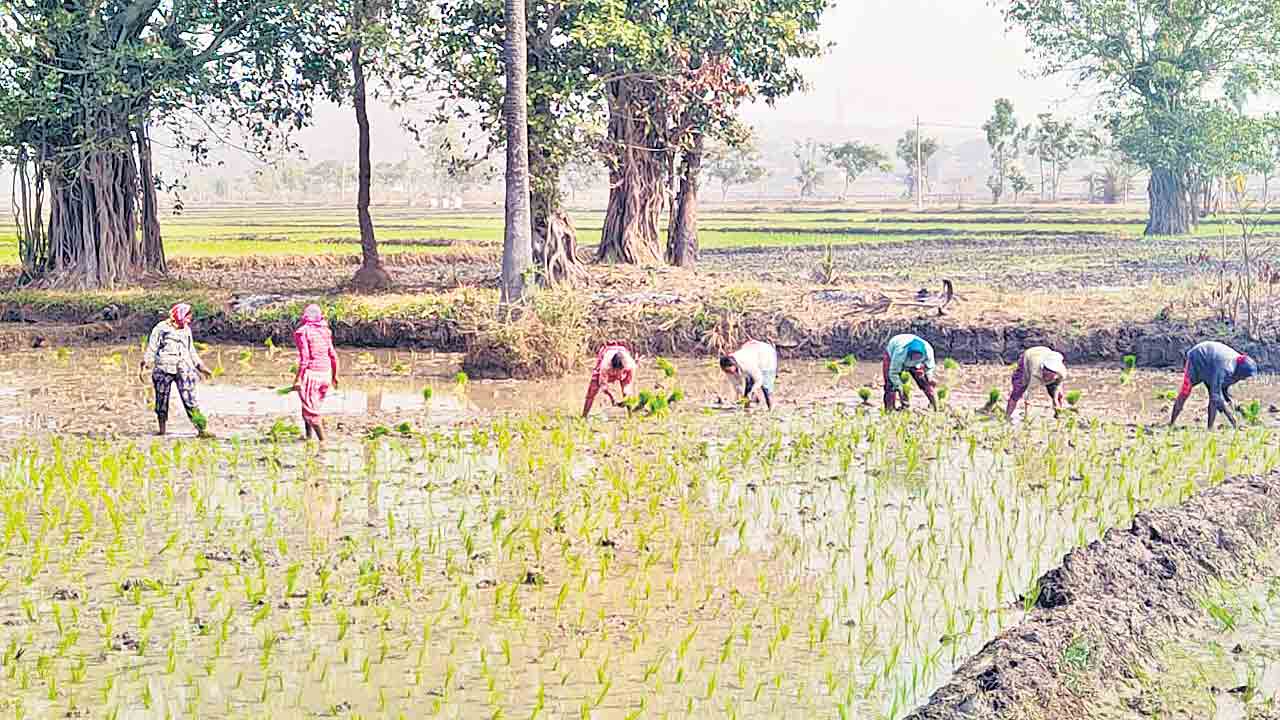 ఆయకట్టు సంబురం