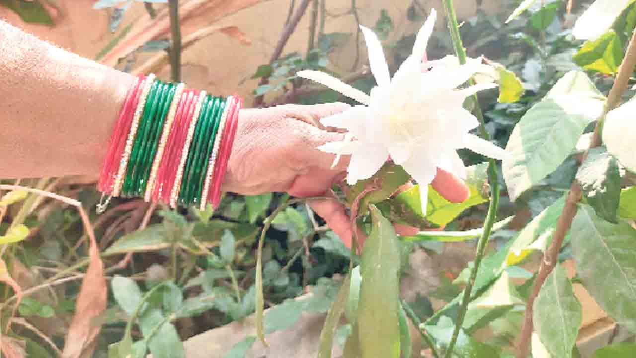 వికసించిన బ్రహ్మకమలం