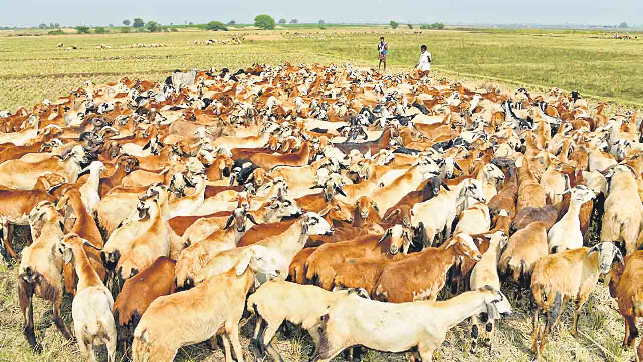 గొర్రెల పంపిణీ పై నీలినీడలు