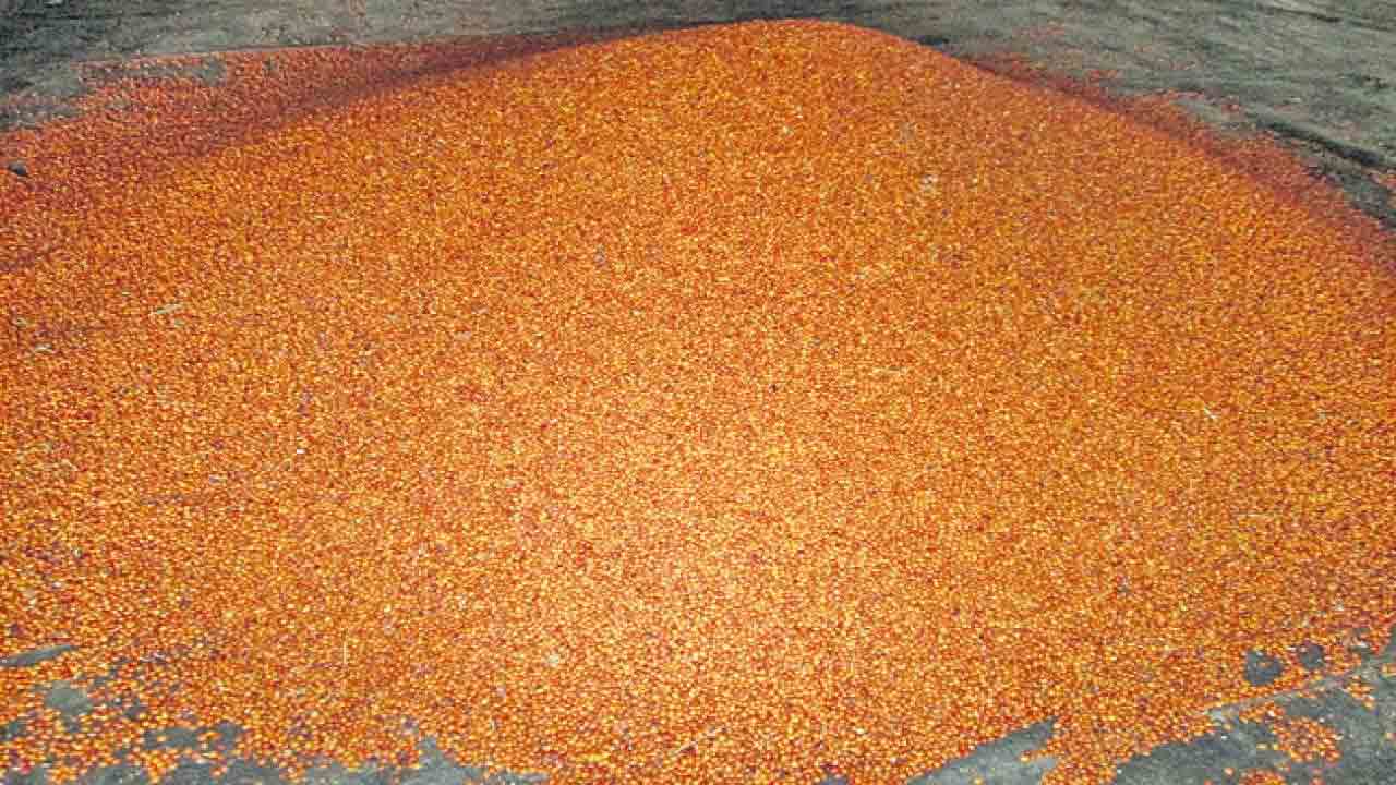 కందులు @ రూ.9,719