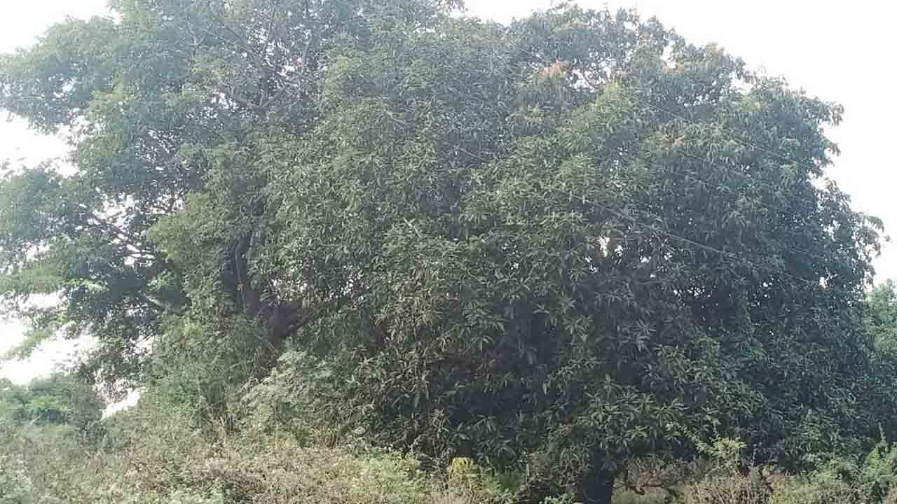 జాడలేని మామిడి పూత