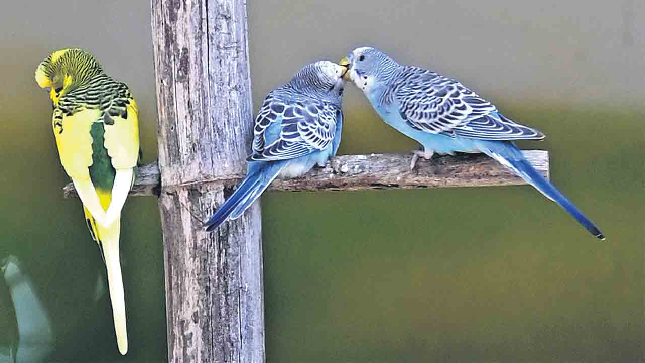 గుండె గూటిలో నిండు ప్రేమ