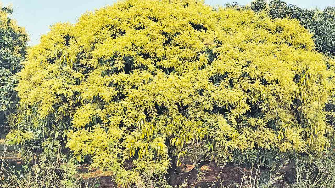 చెట్టంత పూత