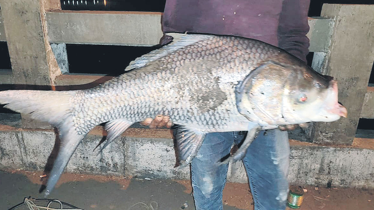 గోదావరిలో చిక్కిన పెద్ద చేప